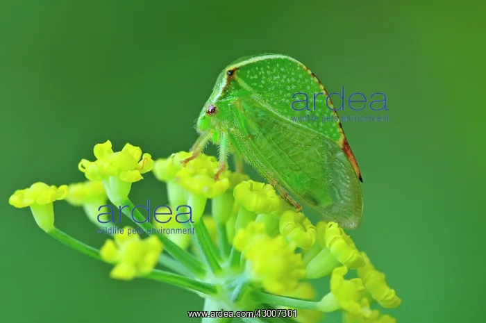 : Buffalo Treehopper : Buffalo Treehopper