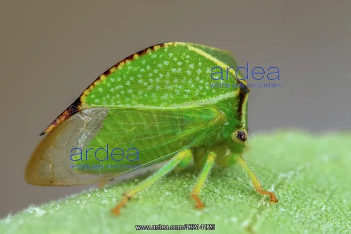 : Buffalo treehopper (Stictocephala bisonia), Aix : Buffalo treehopper (Stictocephala bisonia), Aix