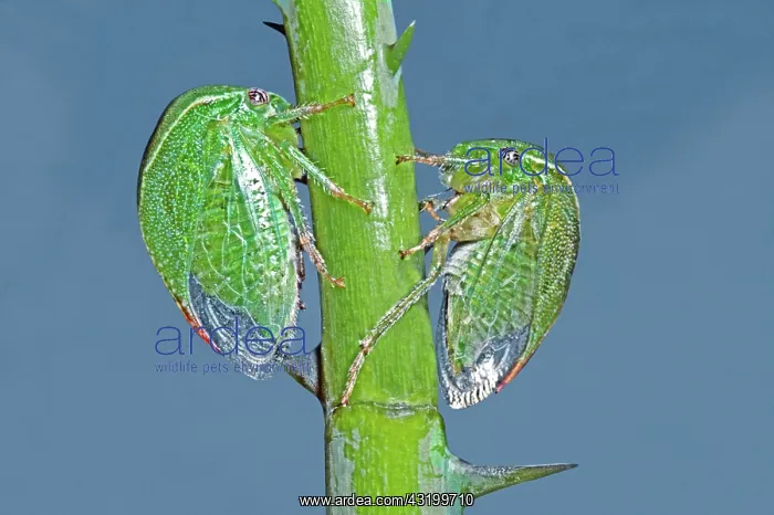 : Buffalo Treehoppers : Buffalo Treehoppers