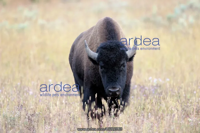 : Buffalo walking in high grass : Buffalo walking in high grass