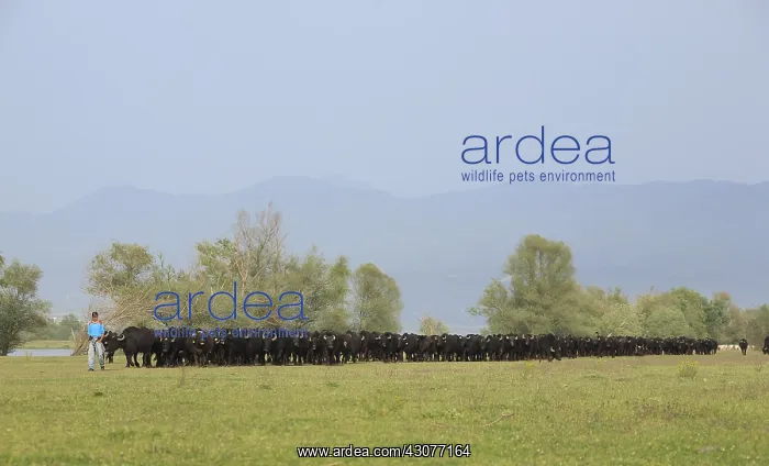 : Buffalo water joining the stable lake Kerkini Greece : Buffalo water joining the stable lake Kerkini Greece