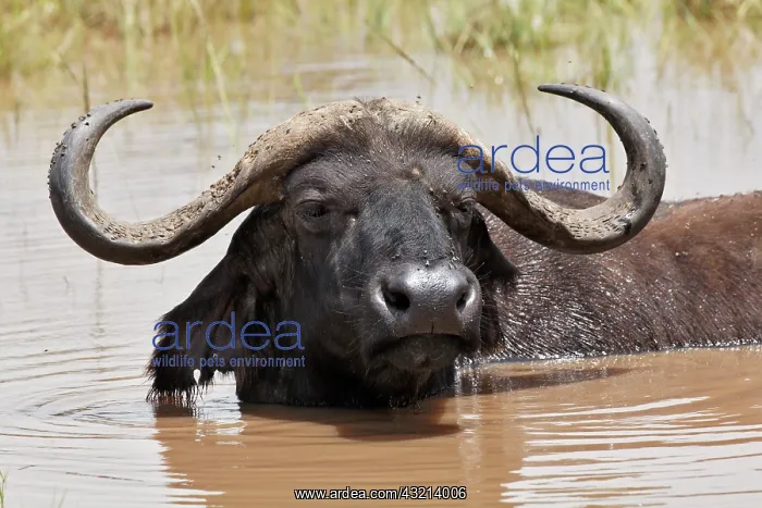  : Buffalo in water, Lake Nakuru National Park