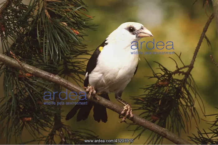 : BUFFALO WEAVER : BUFFALO WEAVER