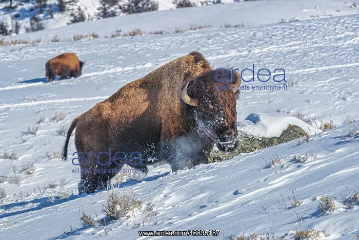 : Buffalo in winter in the Northern Range of Yellowstone : Buffalo in winter in the Northern Range of Yellowstone