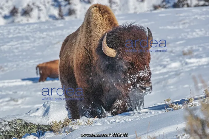 : Buffalo in winter in the Northern Range of Yellowstone : Buffalo in winter in the Northern Range of Yellowstone