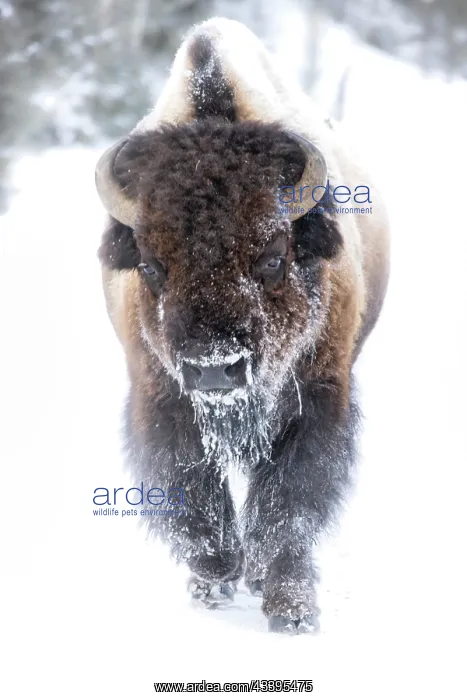 : Buffalo in winter in the Northern Range of Yellowstone : Buffalo in winter in the Northern Range of Yellowstone