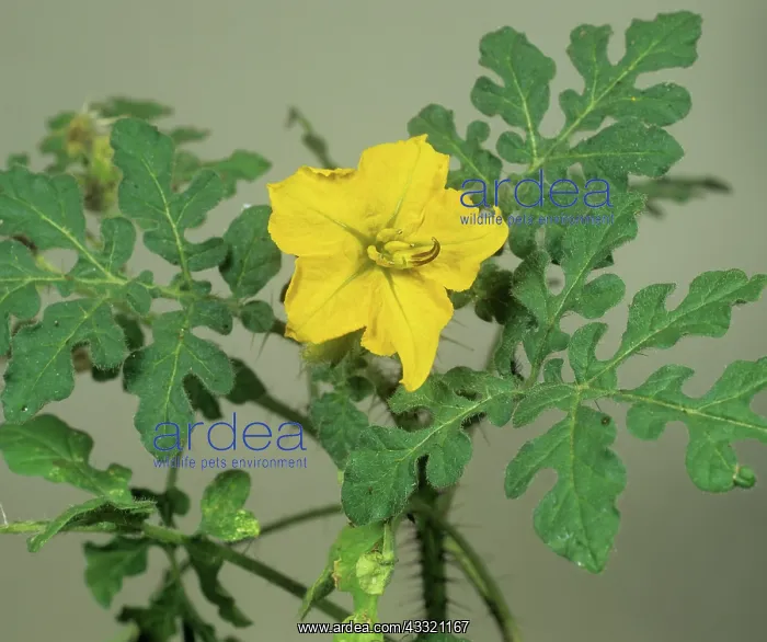 : Buffalobur nightshade : Buffalobur nightshade