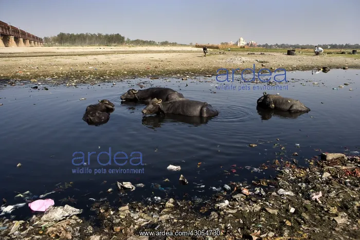 : Buffaloes bathing in the Yamouna river Agra India : Buffaloes bathing in the Yamouna river Agra India