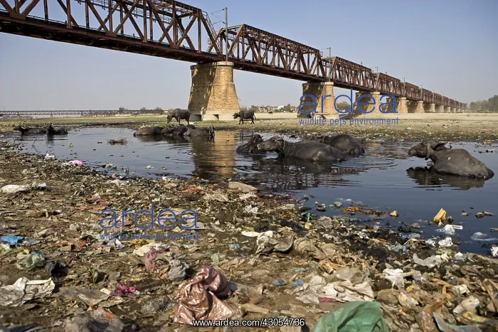 : Buffaloes bathing in the Yamouna river Agra India : Buffaloes bathing in the Yamouna river Agra India