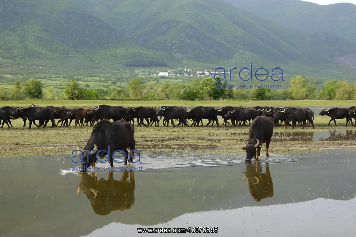 : Buffaloes of water quenching Lake Kerkini Greece : Buffaloes of water quenching Lake Kerkini Greece