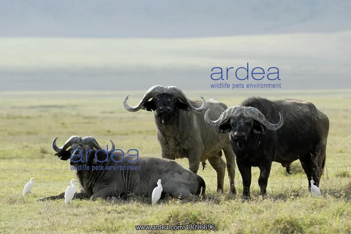: Buffalos and Egrets Grazing : Buffalos and Egrets Grazing