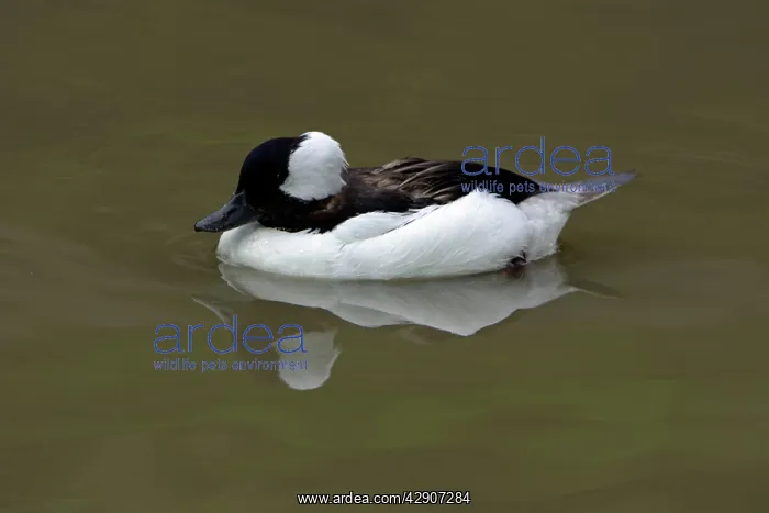 : Buffelhead - drake swimming on lake : Buffelhead - drake swimming on lake