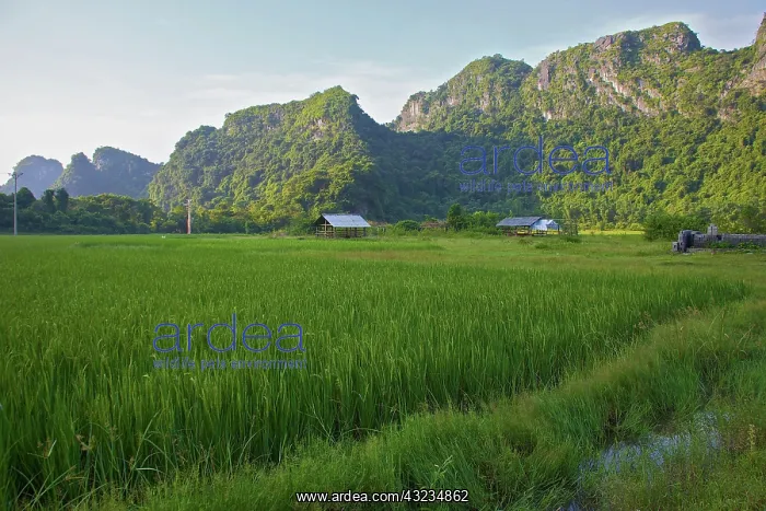  : Buffer zone village wit rice paddies, Cat
