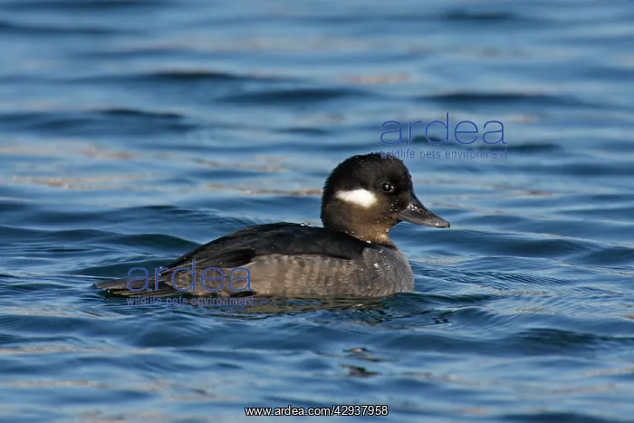  : Bufflehead