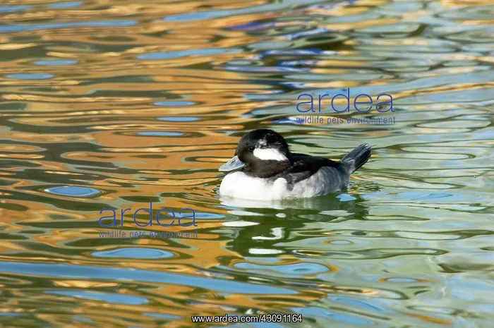 : Bufflehead : Bufflehead