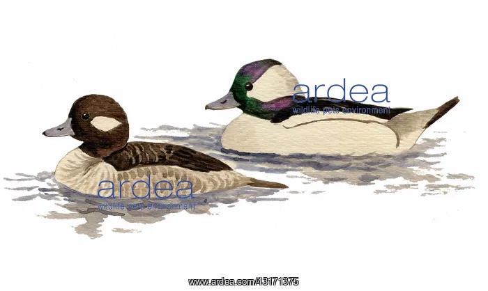: Bufflehead : Bufflehead