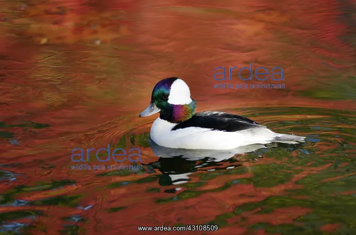 : Bufflehead (Bucephala albeola) male on the water : Bufflehead (Bucephala albeola) male on the water