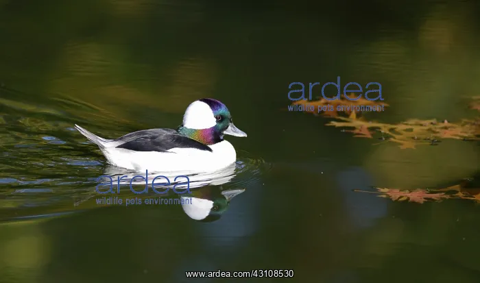 : Bufflehead (Bucephala albeola) male on the water : Bufflehead (Bucephala albeola) male on the water