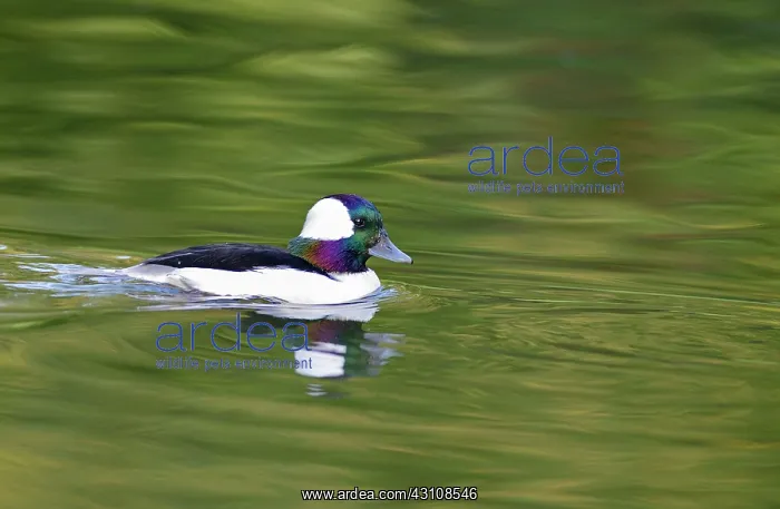 : Bufflehead (Bucephala albeola) male on the water : Bufflehead (Bucephala albeola) male on the water