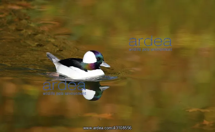  : Bufflehead (Bucephala albeola) male on the water