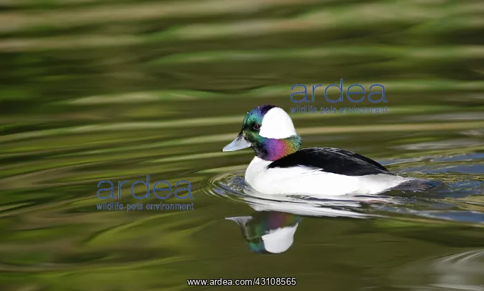 : Bufflehead (Bucephala albeola) male on the water : Bufflehead (Bucephala albeola) male on the water