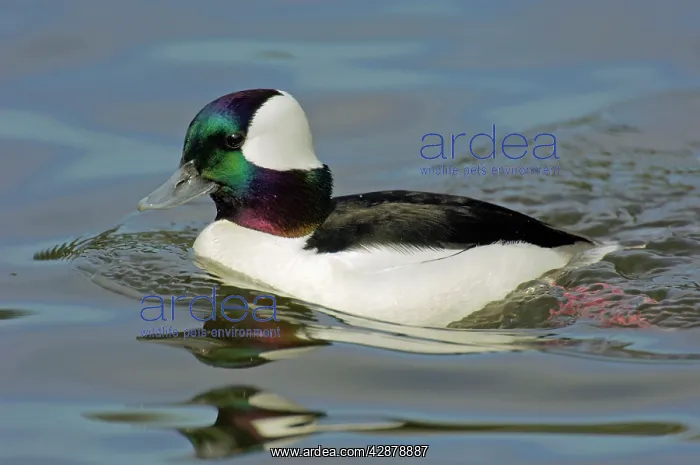 : Bufflehead duck - drake : Bufflehead duck - drake