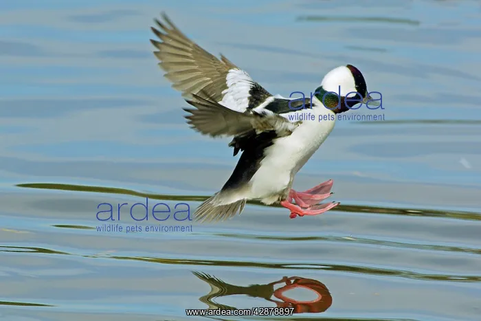 : Bufflehead duck drake - landing in small lake : Bufflehead duck drake - landing in small lake