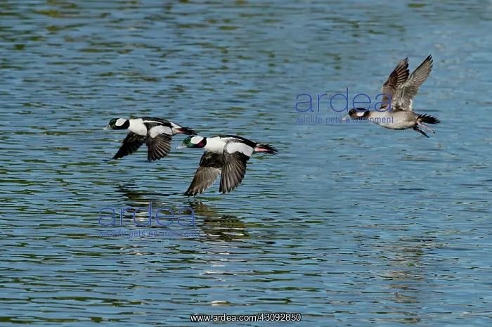 : Bufflehead duck trio in flight : Bufflehead duck trio in flight