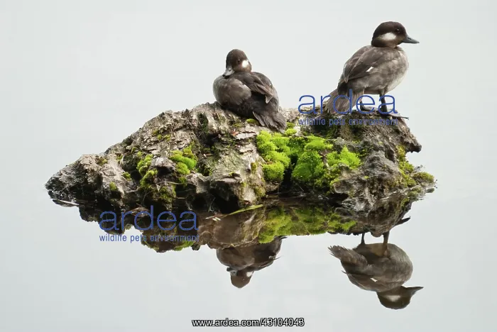  : Bufflehead Ducks