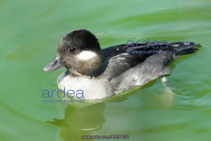 : Bufflehead female : Bufflehead female