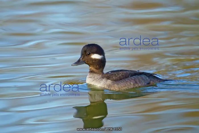 : Bufflehead - female - January : Bufflehead - female - January