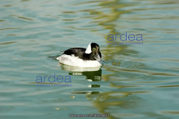 : Bufflehead male : Bufflehead male