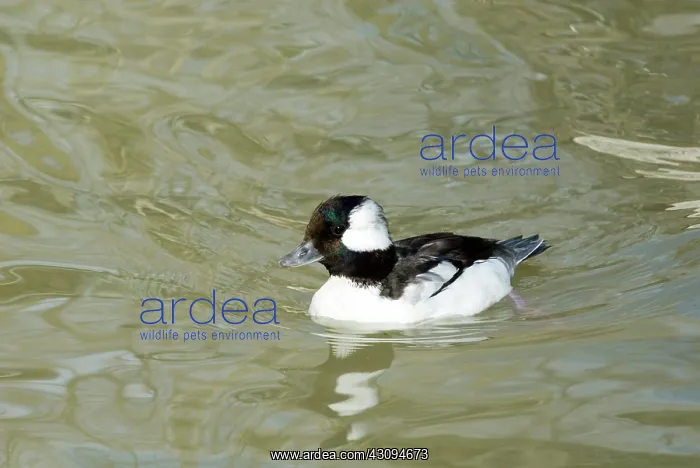 : Bufflehead male : Bufflehead male