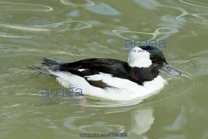 : Bufflehead male : Bufflehead male