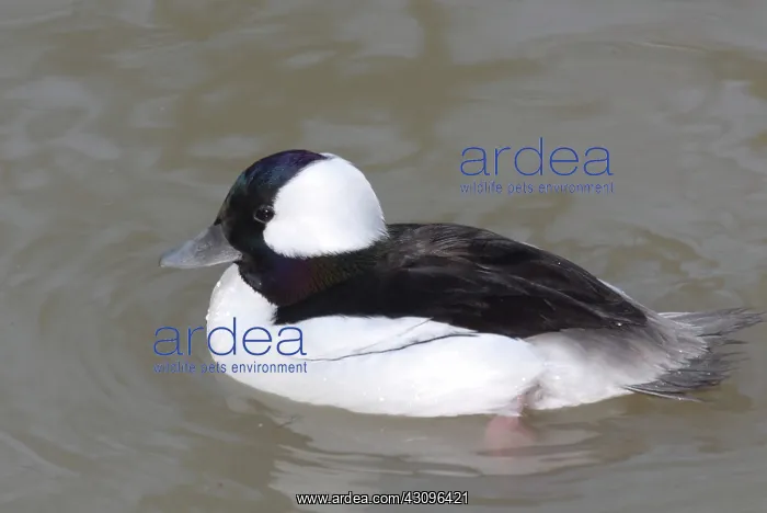 : Bufflehead Male : Bufflehead Male