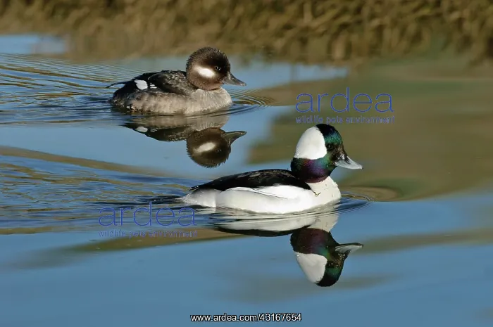 : Bufflehead Male & Female : Bufflehead Male & Female