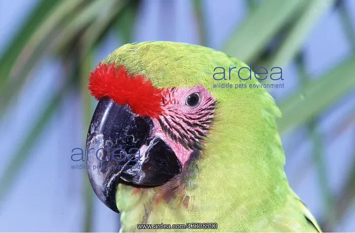 : Buffon's / Great Green Macaw - Close up head : Buffon's / Great Green Macaw - Close up head