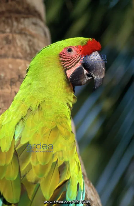 : BUFFON'S / Great Green MACAW - close-up on tree : BUFFON'S / Great Green MACAW - close-up on tree