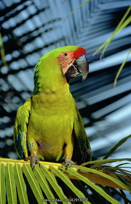 : BUFFON'S / Great Green Macaw MACAW - on palm : BUFFON'S / Great Green Macaw MACAW - on palm