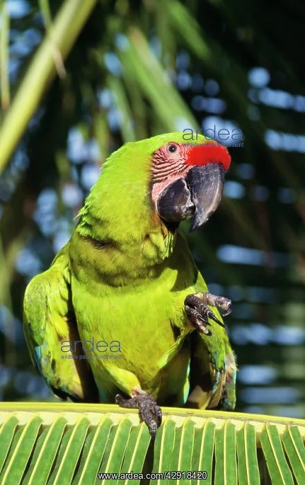 : BUFFON'S / Great Green MACAW - on palm : BUFFON'S / Great Green MACAW - on palm
