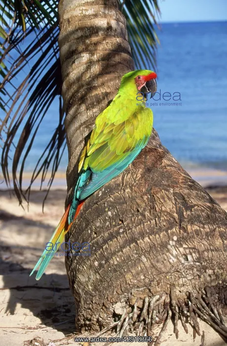 : Buffon's Macaw / Great Green Macaw : Buffon's Macaw / Great Green Macaw