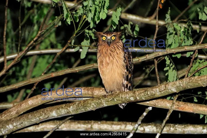 : Buffy Fish Owl : Buffy Fish Owl
