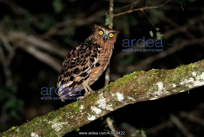 : Buffy Fish Owl : Buffy Fish Owl
