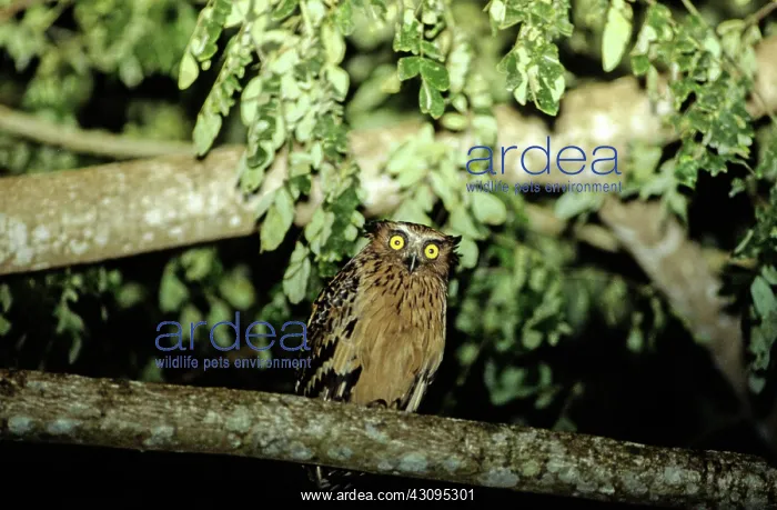 : Buffy Fish Owl : Buffy Fish Owl