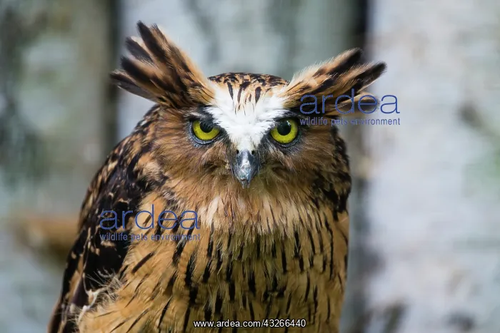 : Buffy fish-owl / Malay Fish Owl, portrait, captive : Buffy fish-owl / Malay Fish Owl, portrait, captive
