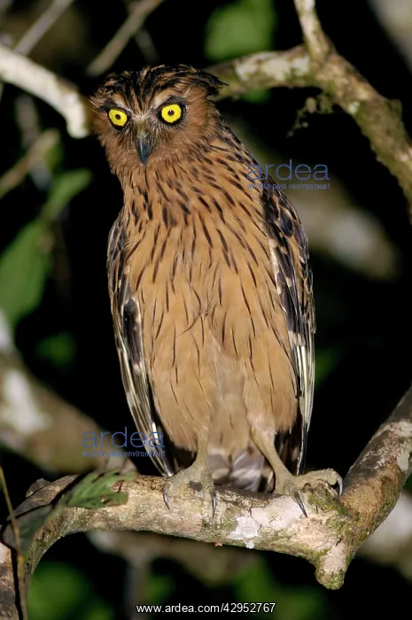 : Buffy Fish-owl watches for prey from a tree-branch : Buffy Fish-owl watches for prey from a tree-branch