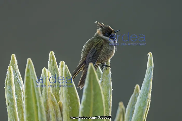 : Buffy Helmetcrest (Oxypogon stuebelii) Los Nevados : Buffy Helmetcrest (Oxypogon stuebelii) Los Nevados