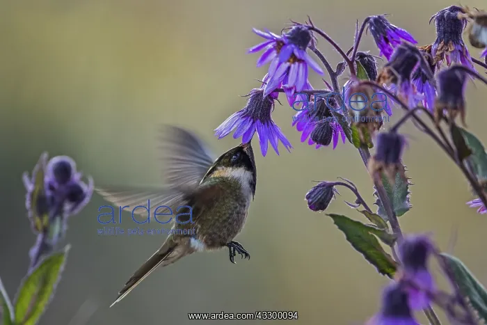 : Buffy Helmetcrest (Oxypogon stuebelii) Los Nevados : Buffy Helmetcrest (Oxypogon stuebelii) Los Nevados
