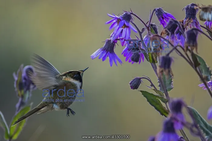: Buffy Helmetcrest (Oxypogon stuebelii) Los Nevados : Buffy Helmetcrest (Oxypogon stuebelii) Los Nevados