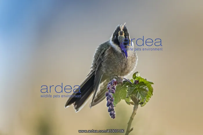 : Buffy Helmetcrest (Oxypogon stuebelii) Los Nevados : Buffy Helmetcrest (Oxypogon stuebelii) Los Nevados